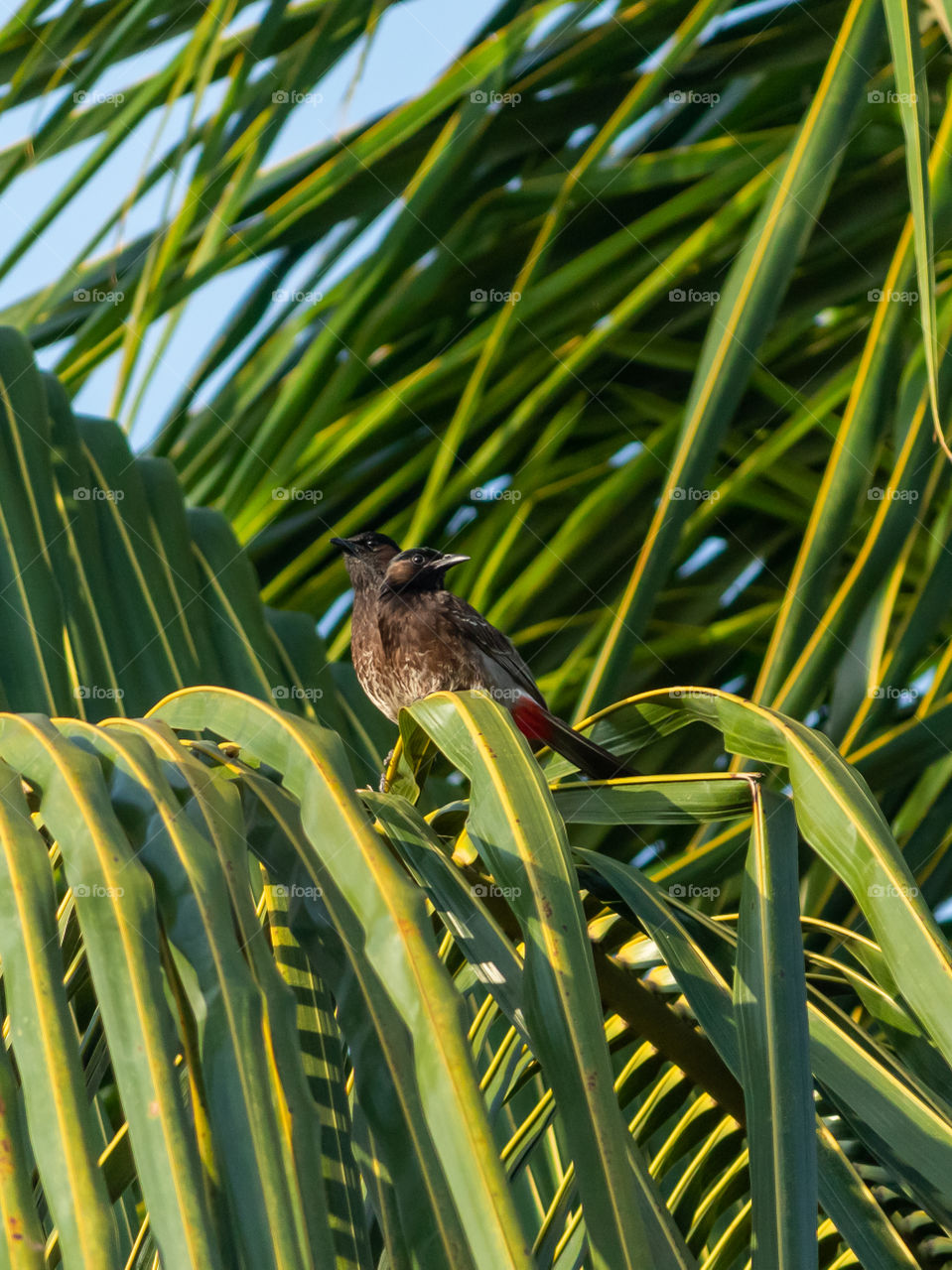 Red-vented Bulbul