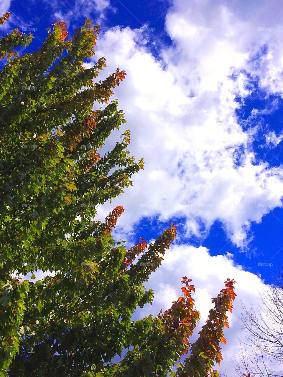 Clouds and tree contrast 
