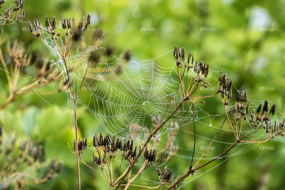 Spider's web 