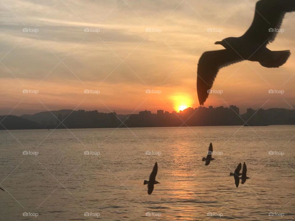 Seagulls in the sunset