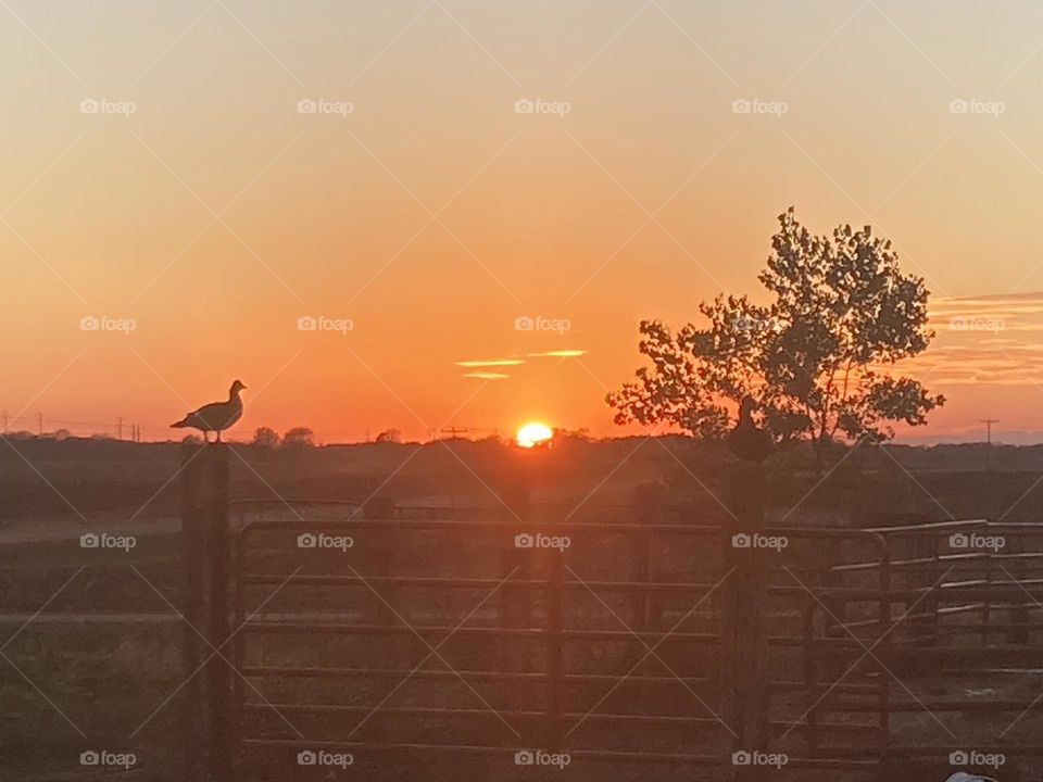 Duck in front of sunset 
