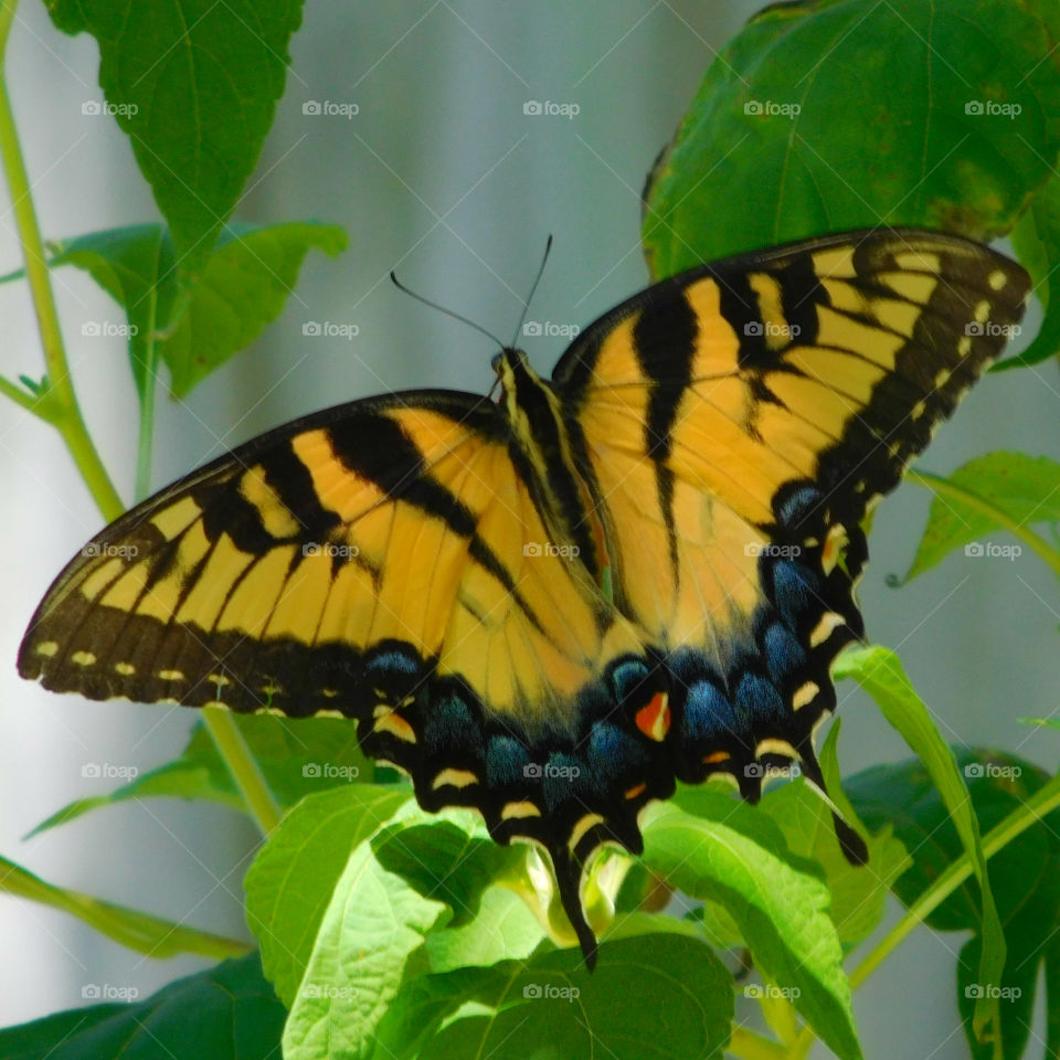 Eastern Tiger Swallowtail Butterfly: Here they get nectar from the brilliant Mexican Sunflower in my butterfly garden!