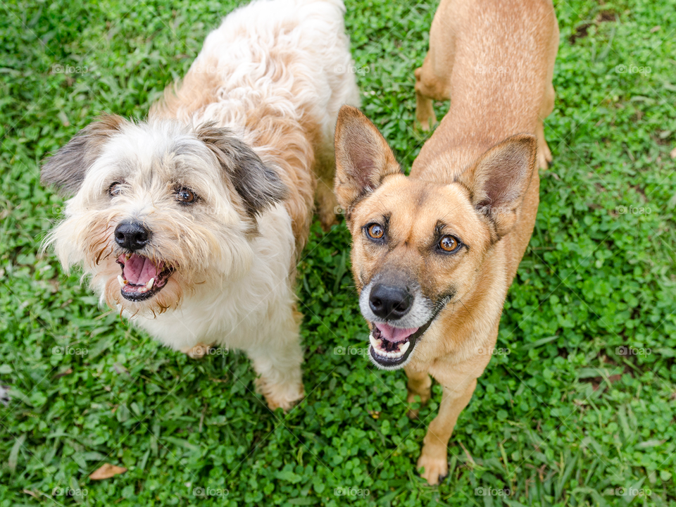 Dogs with grass background