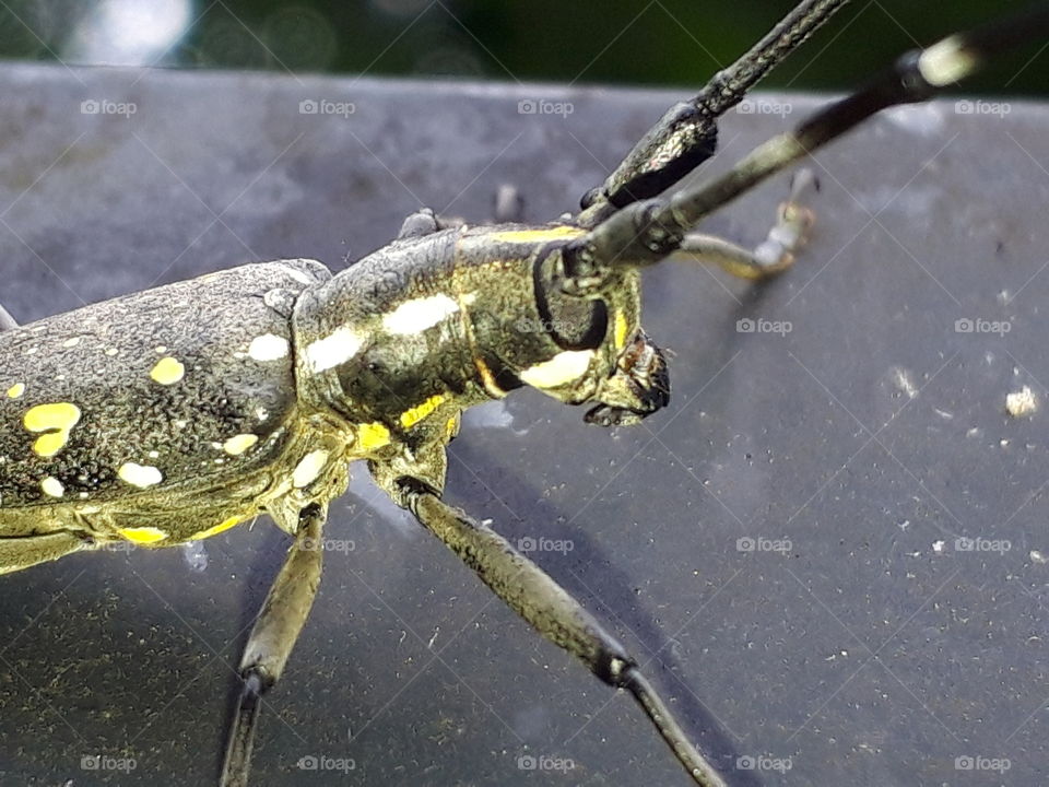 long horn beetle