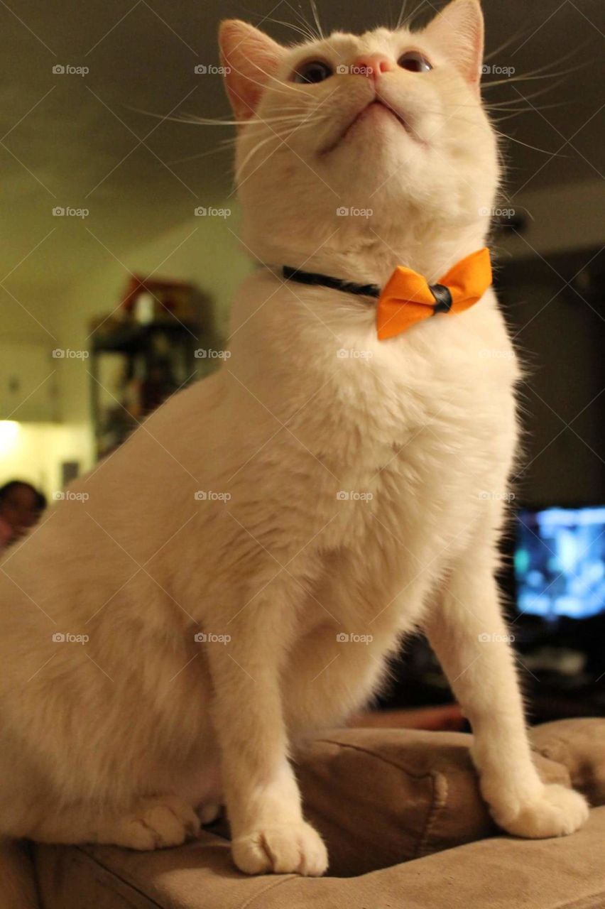 bow tie cat
