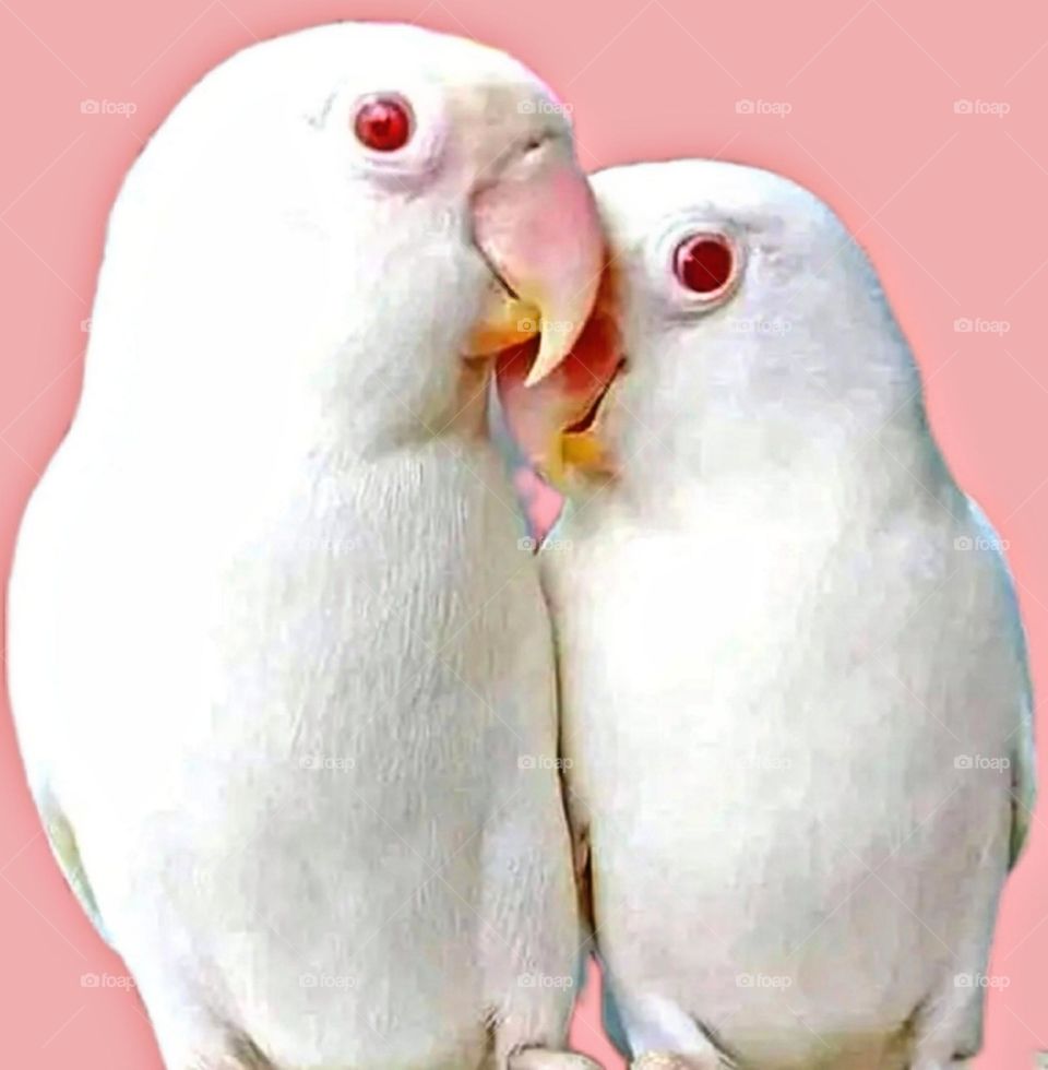 most beautiful and attractive white parrots.