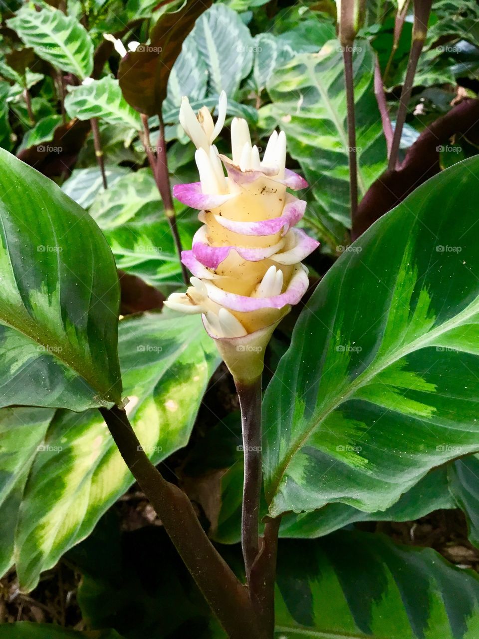 At Hawaii Tropical Botanical Garden