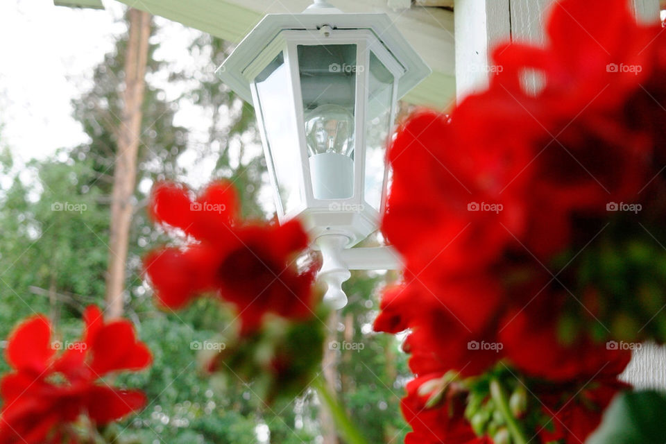 flowers outdoors red lamp by razornuku