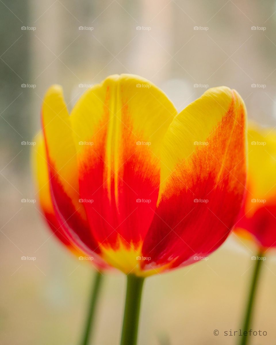 Tulip