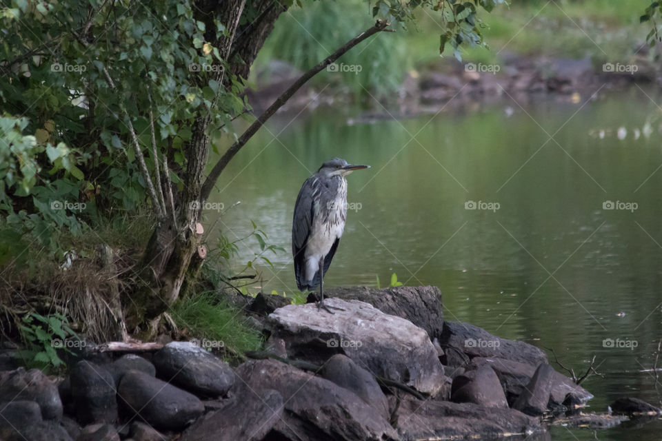Heron in Sweden , häger gråhäger Sverige 