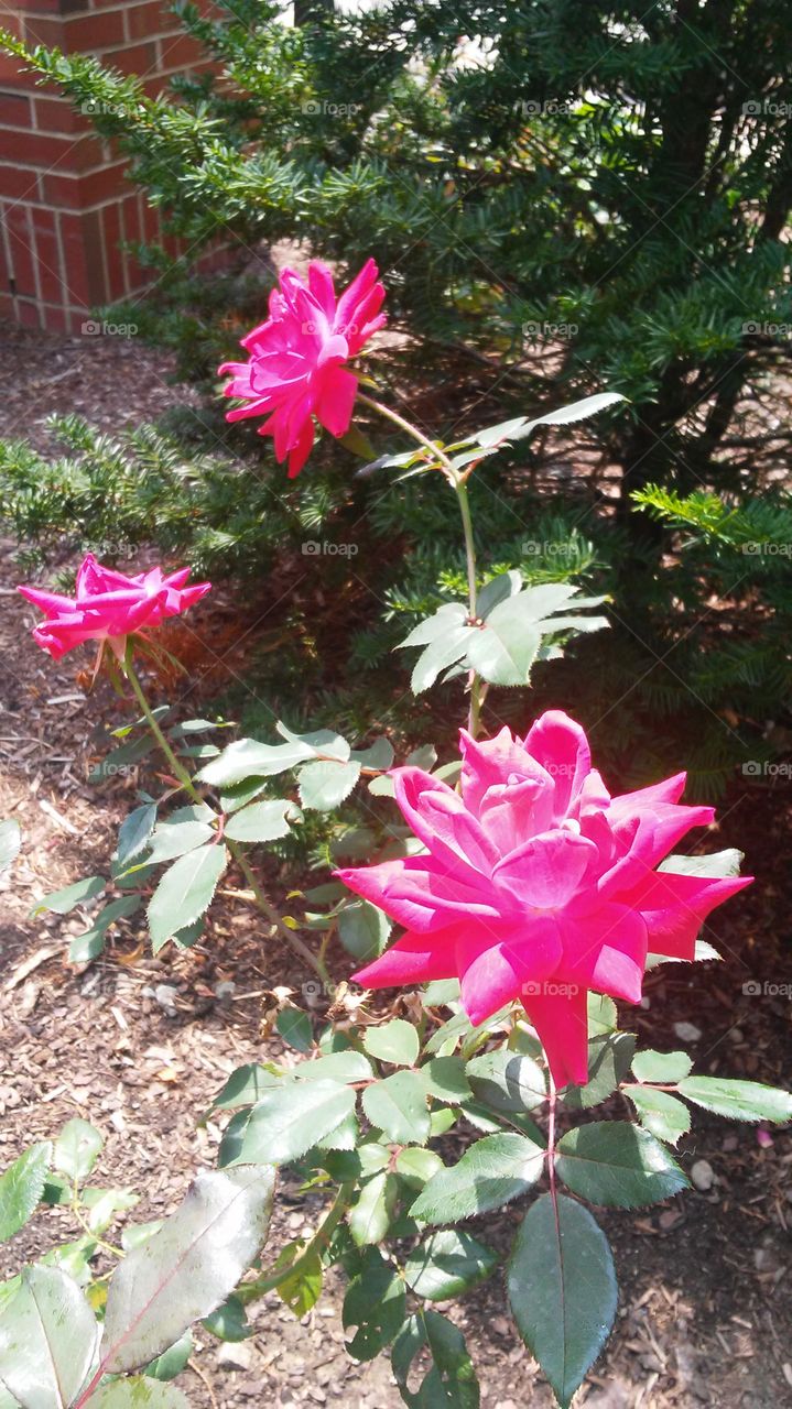 Flower, Garden, Leaf, Nature, Flora