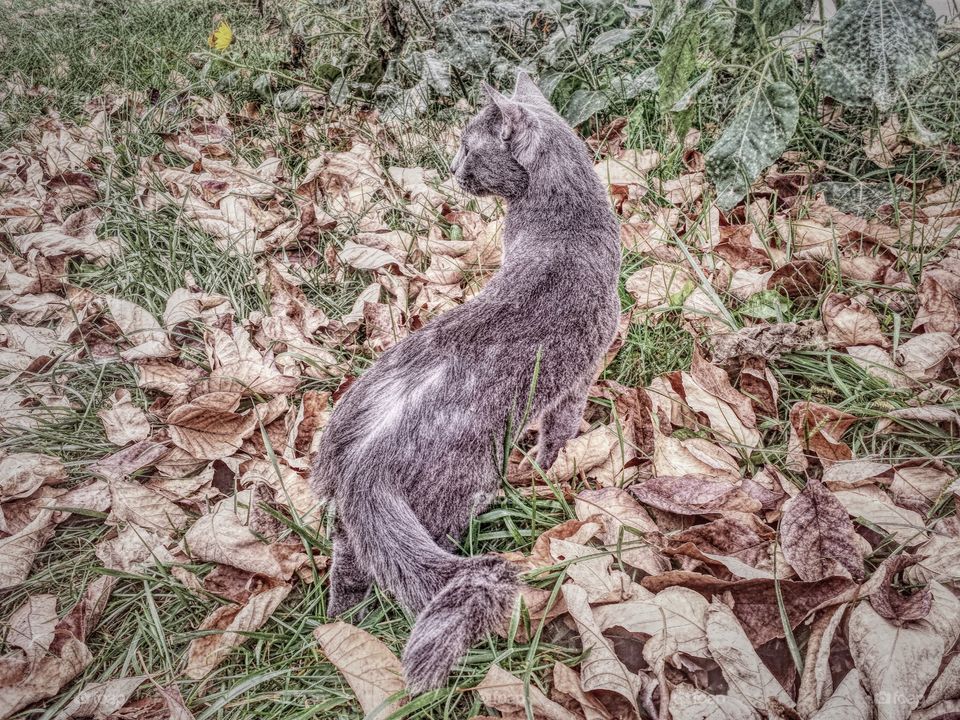 Kitty in the Leaves