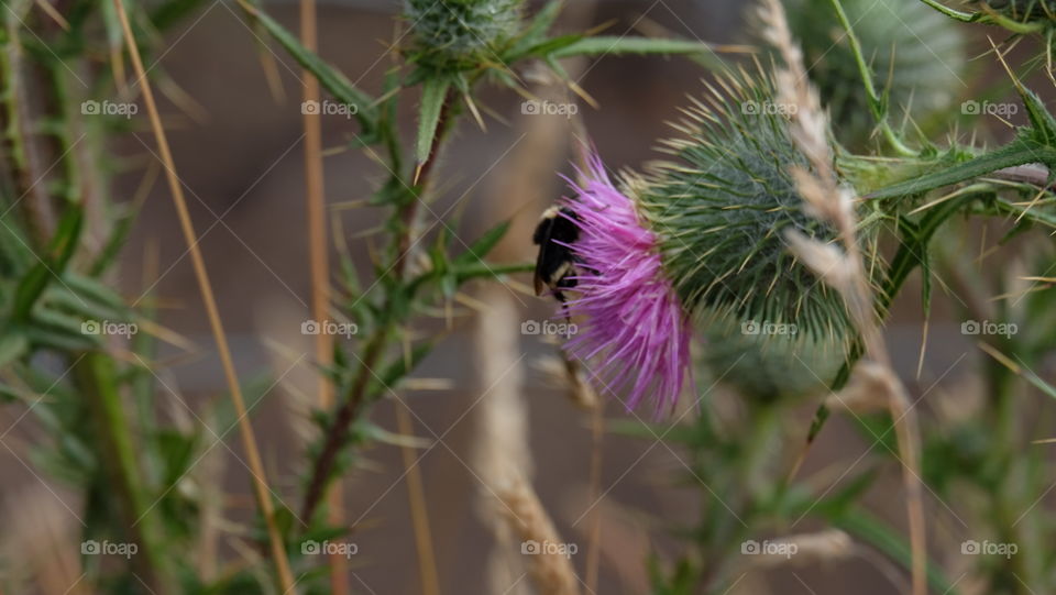 Bee feeding on thistle