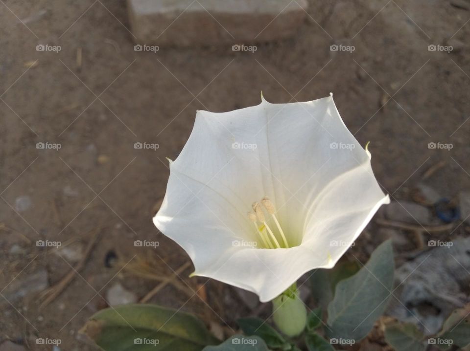 the Datura Flower white in colour looks very beautiful generally found everywhere fresh seasonal very poisonous species