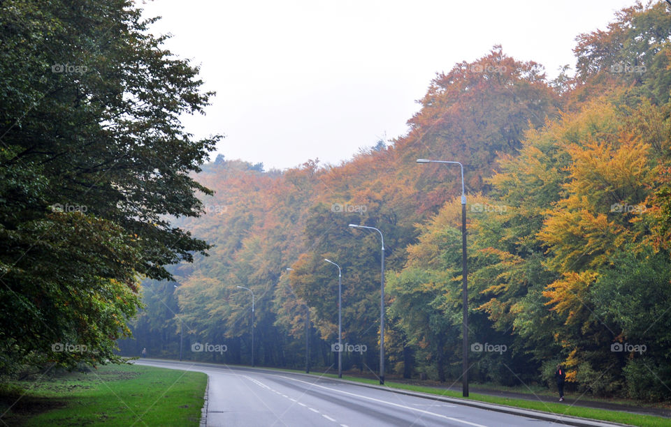 Road, Tree, Fall, No Person, Landscape