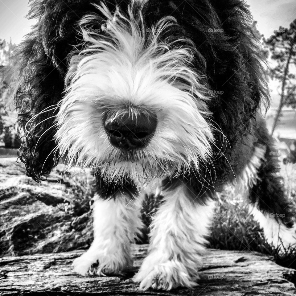 Young fluffy pup peaks into the camera 