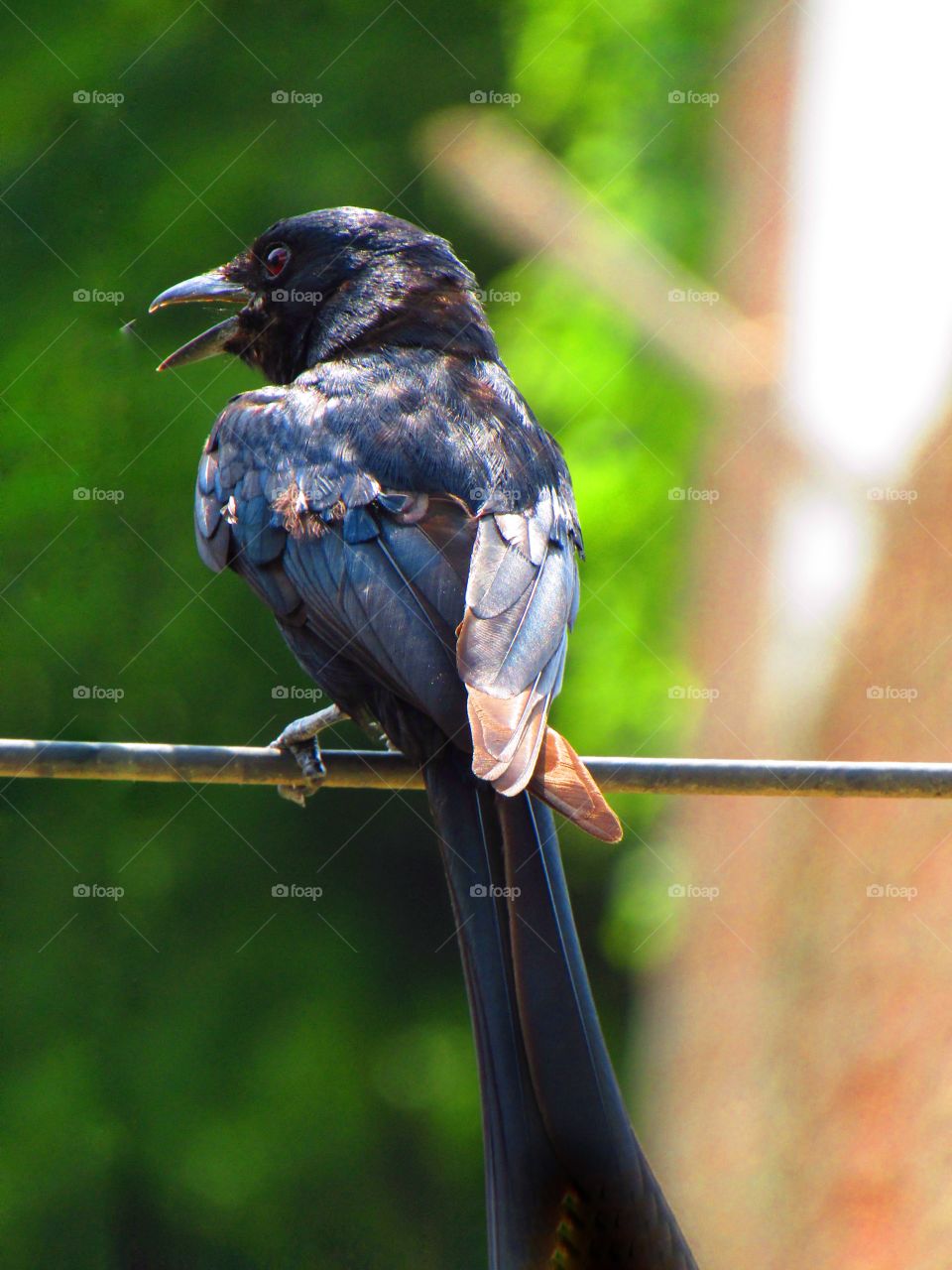 The black drongo (Dicrurus macrocercus) is a small Asian passerine bird of the drongo family Dicruridae.