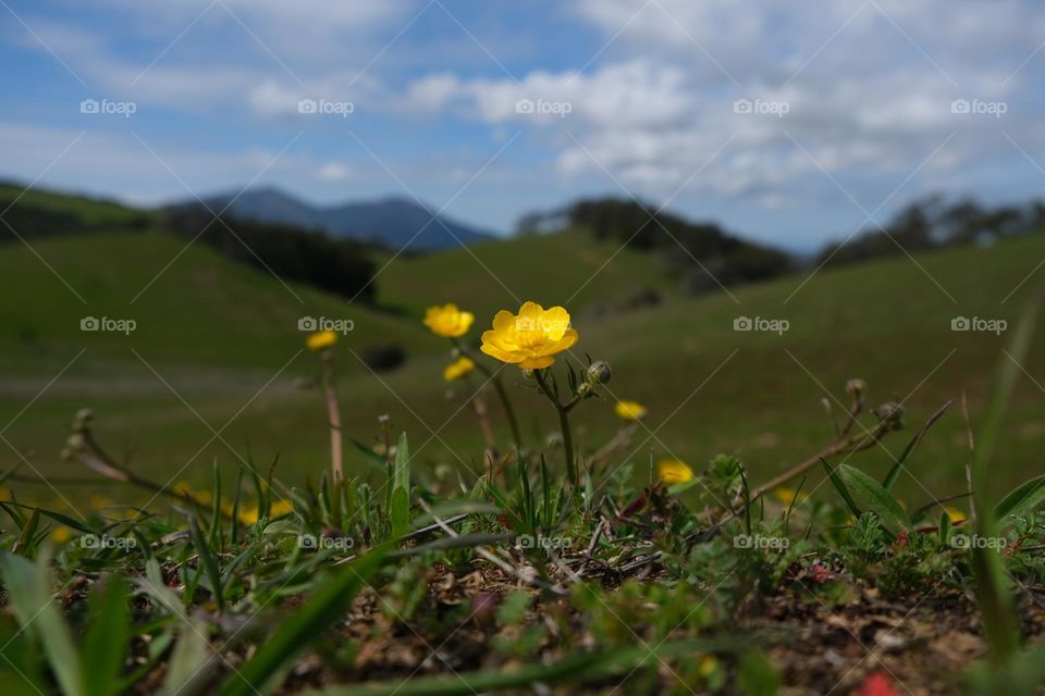 Cheerful yellow buttercup flowers.