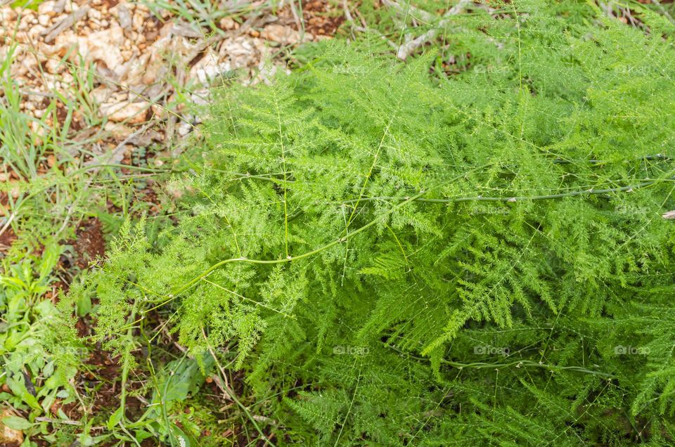 A Cluster Of Asparagus Fern Above The Ground