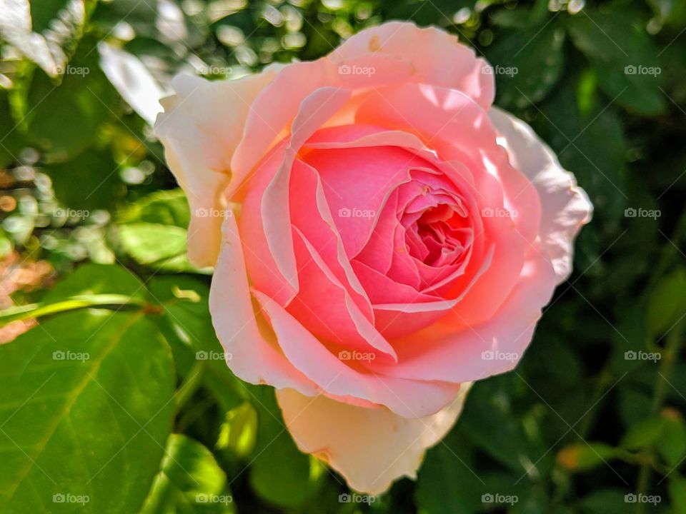 Beautiful blooming pink rose