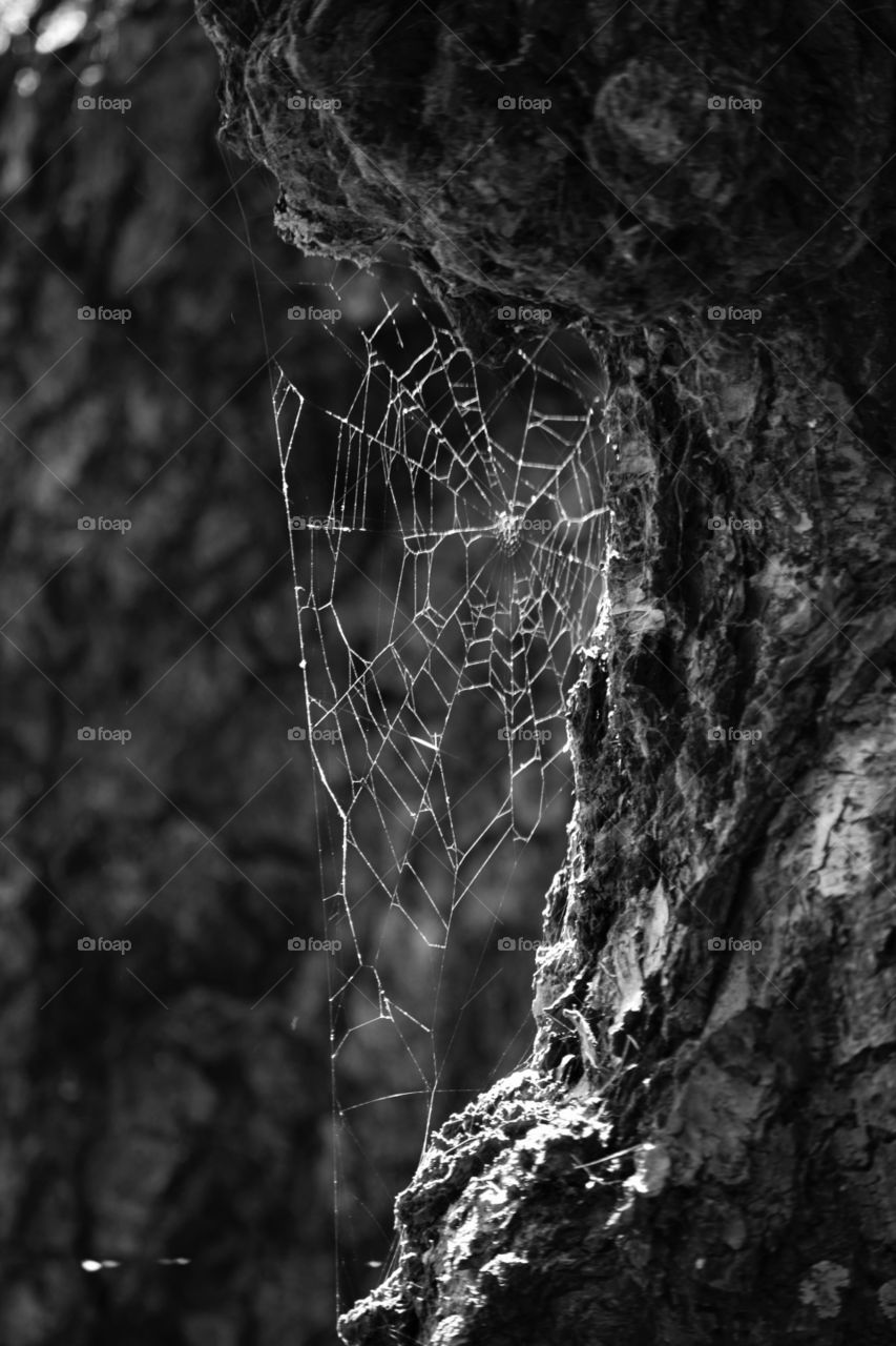 spider Web
