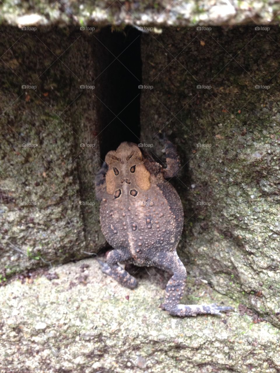 Frog "E". Climbing on our patio
