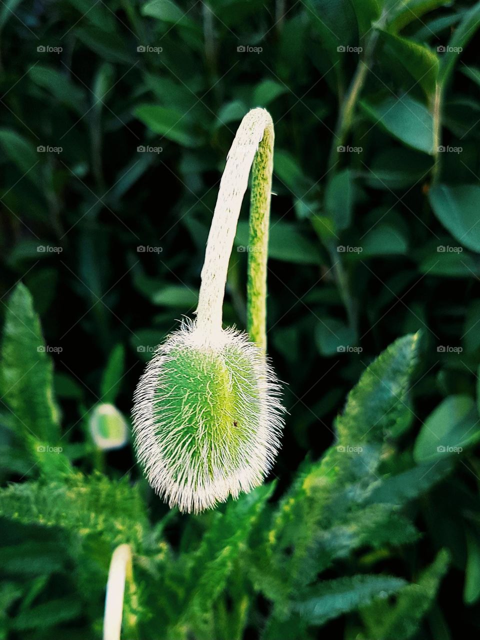 green plant