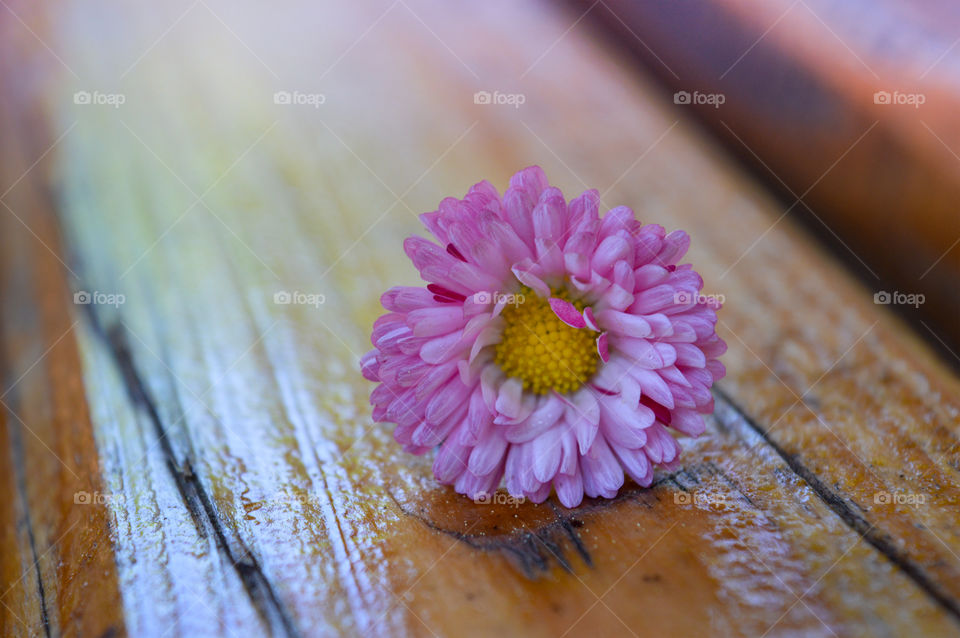 Macro pink flower