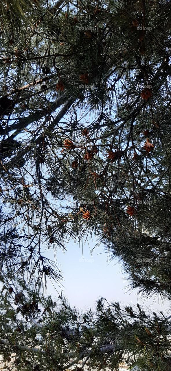 leaves in the clouds