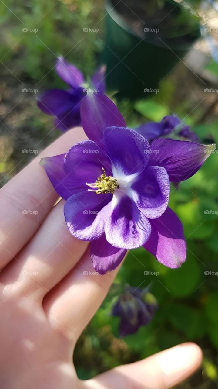beautiful purple flower