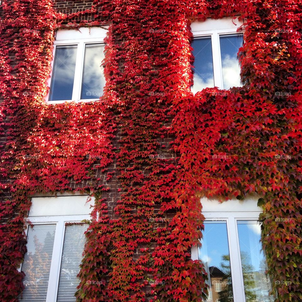 Red cross. Autumn Windows