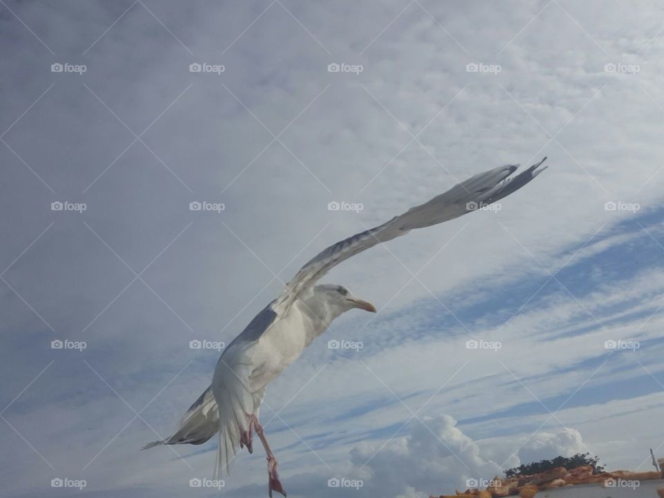 seagull