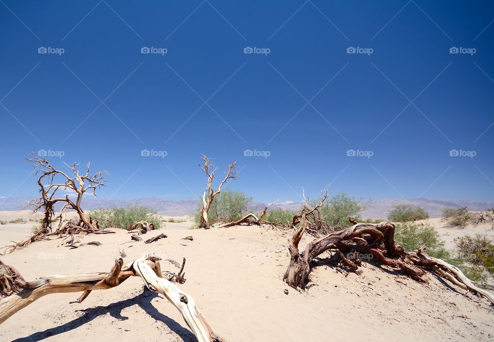 Not much can survive the heat in Death Valley in California 