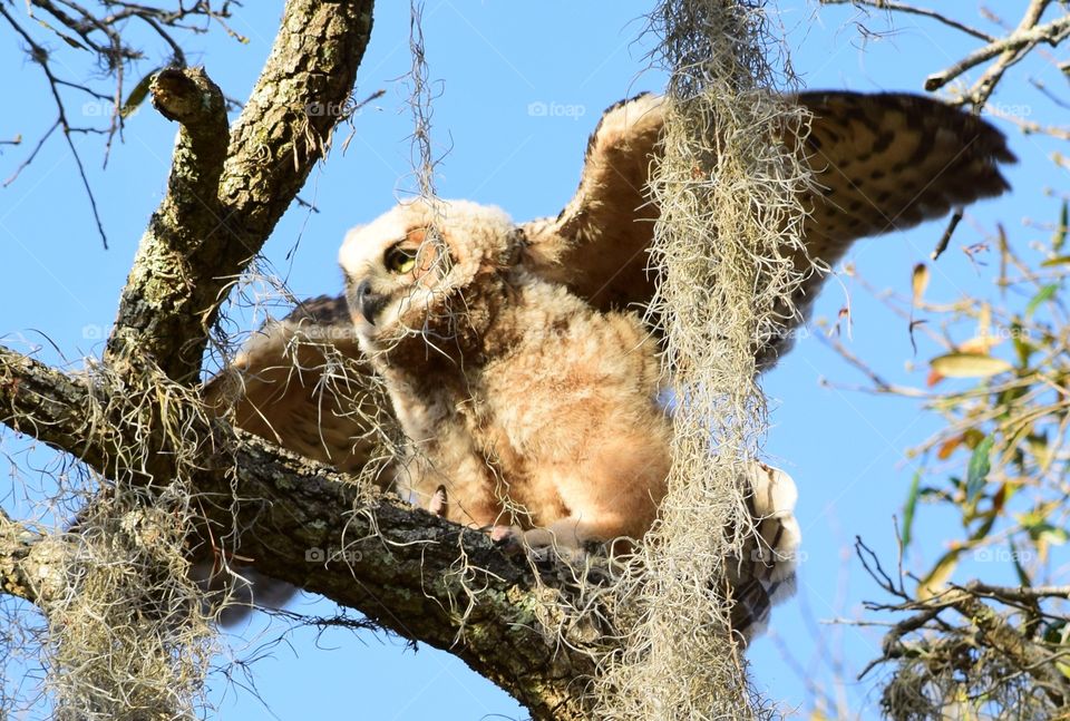 Great Horned owlet testing its wings 
