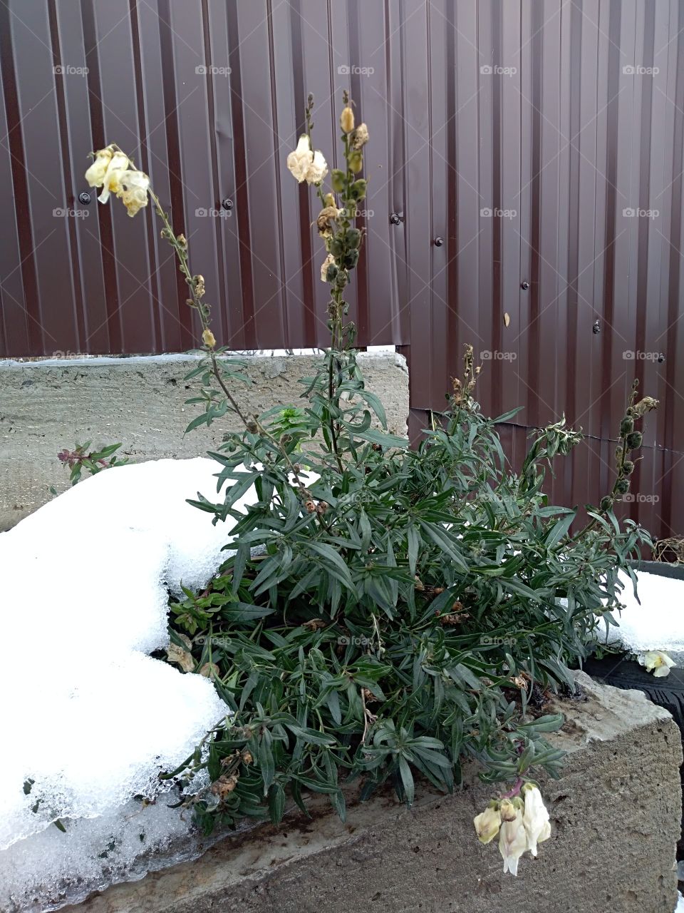 dead yellow flower under snow