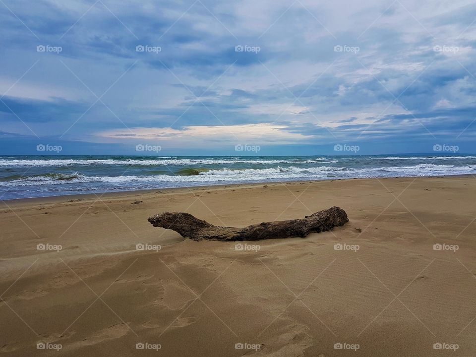 driftwood on lonely beach