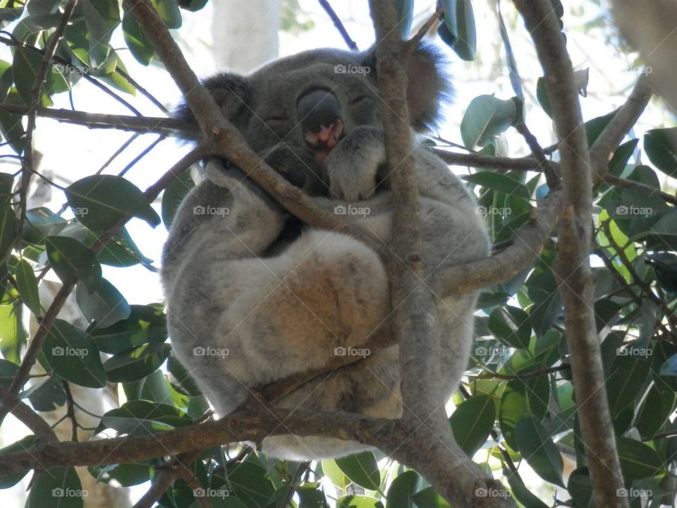 Koala