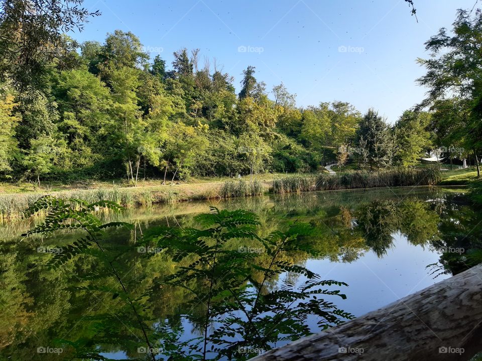reflection of the trees in the lake during the Fall