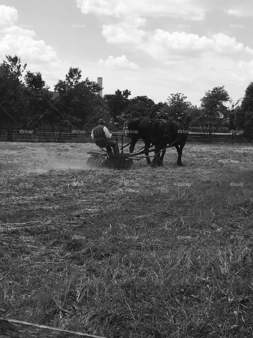 Ploughing the fields horse 