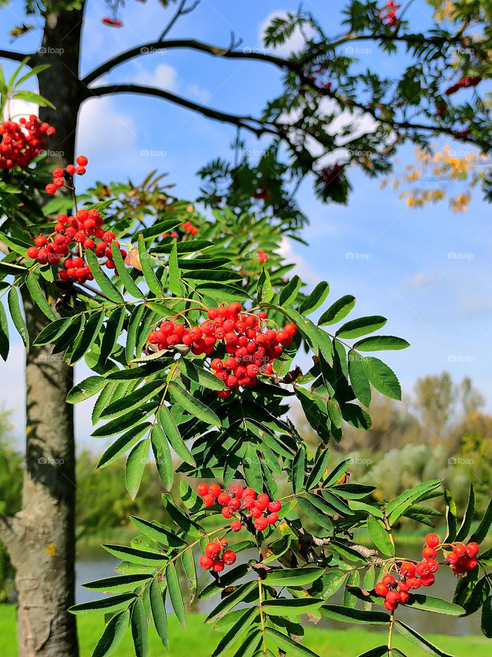 Rowan tree on the background of the river and blue sky with white clouds Rowan branch with red berries and green leaves