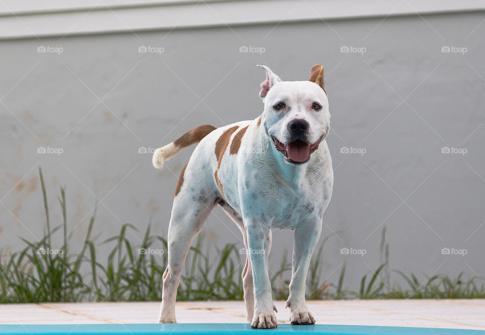 Beautiful dog by the pool