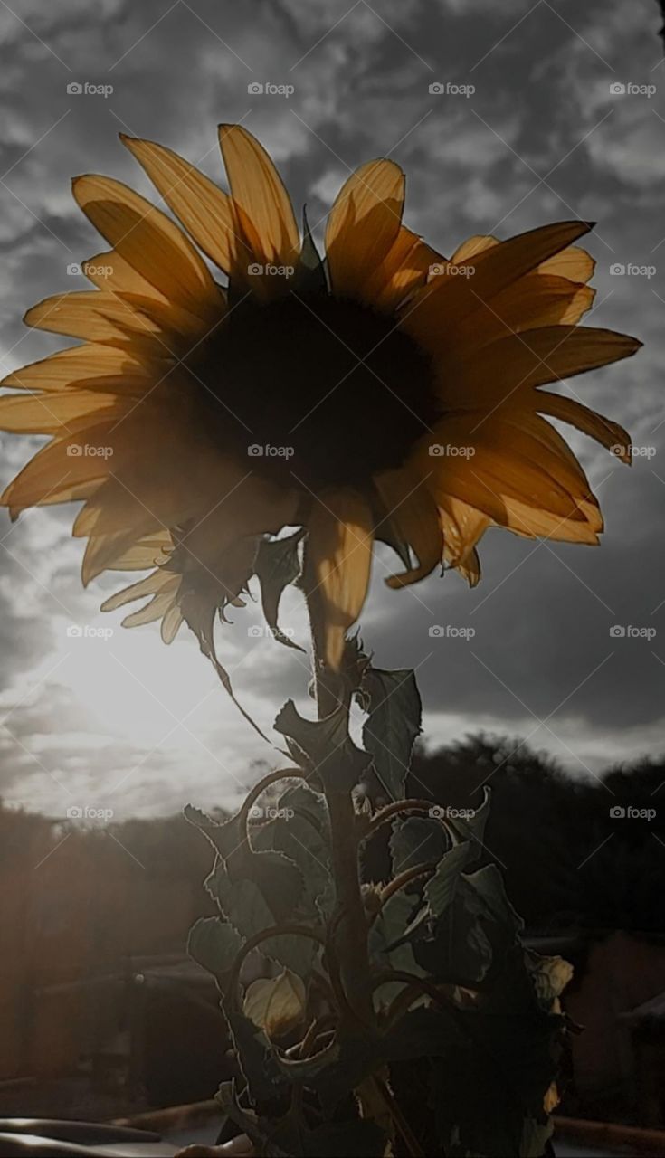 Watching the sunflowers taught me that even during the storm, it is possible to continue following the light

￼