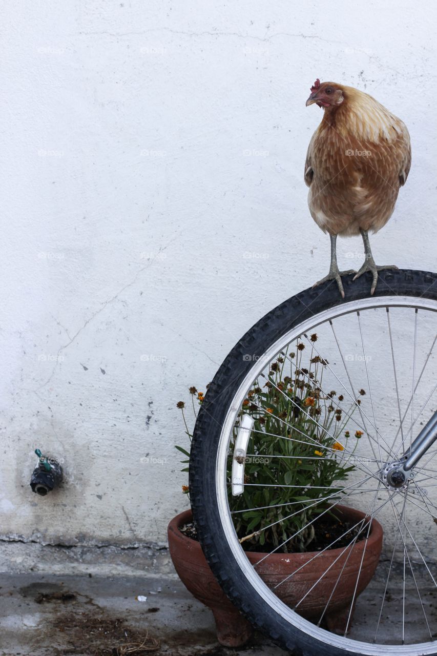 Chicken on a bicycle 
