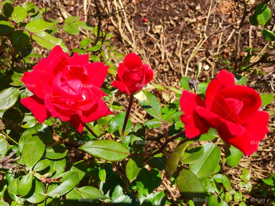 Red Roses, Bush
