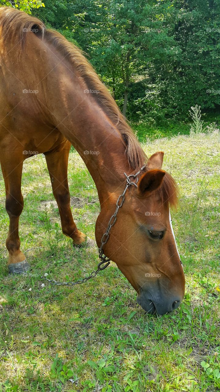 horse in the meadow under the tree