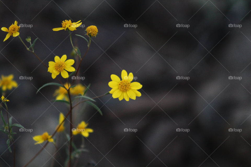 Small yellow flowers. Blurry background. Plant life. 