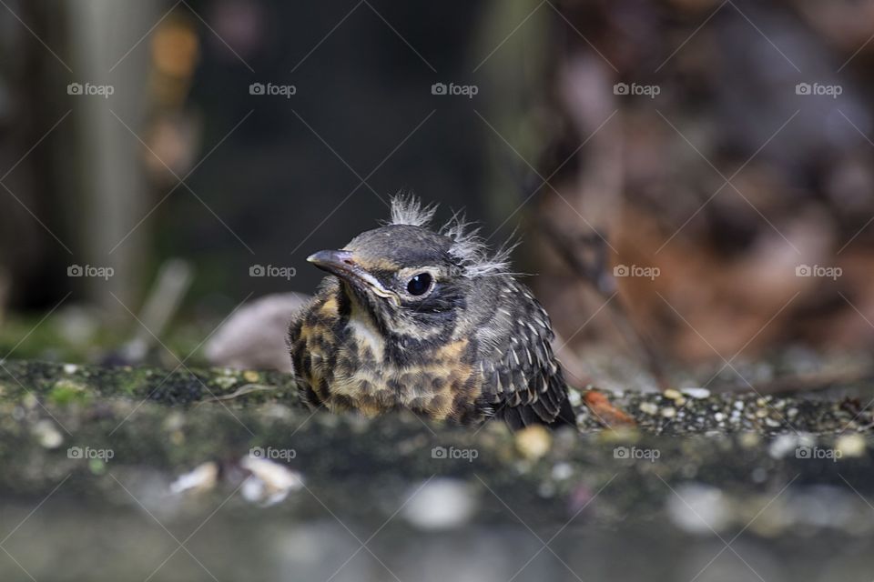 Robin bird sitting on rock