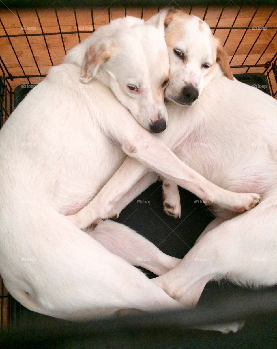 Sisterly love. Dogs leaning on each other while sleeping 