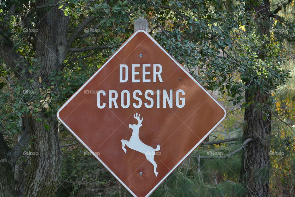 dear deer 