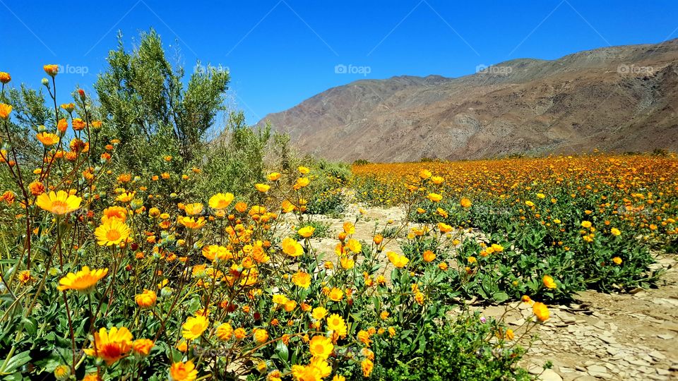 Anna Borrego Desert Bloom
